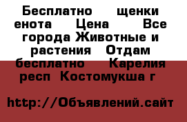 Бесплатно !!! щенки енота!! › Цена ­ 1 - Все города Животные и растения » Отдам бесплатно   . Карелия респ.,Костомукша г.